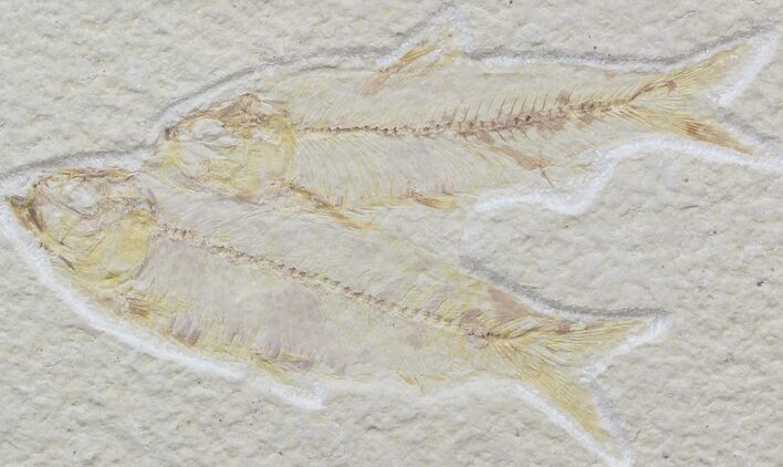 Multiple Knightia Fossil Fish Plate - x #42441